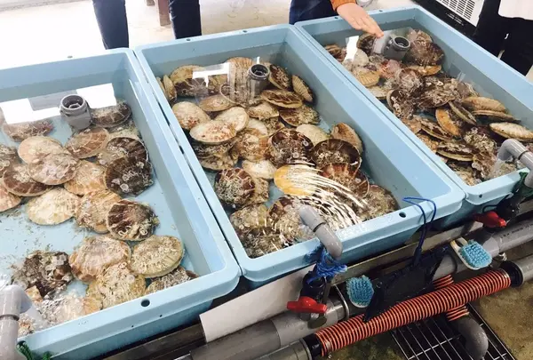 たぶの木直売所の写真・動画_image_151810