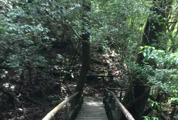 ヤクスギランド（屋久島自然休養林）の写真・動画_image_152098