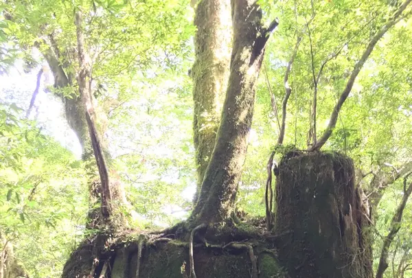 ヤクスギランド（屋久島自然休養林）の写真・動画_image_152099