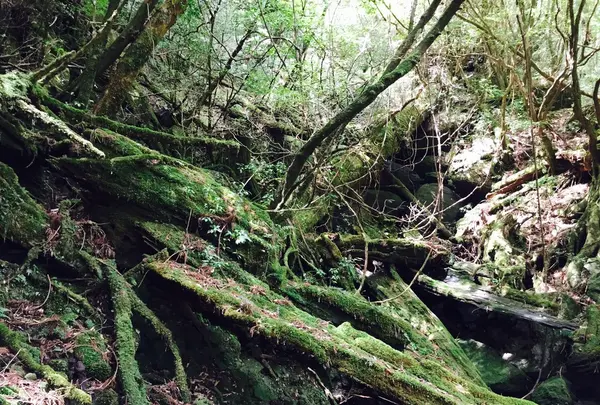 ヤクスギランド（屋久島自然休養林）の写真・動画_image_152100
