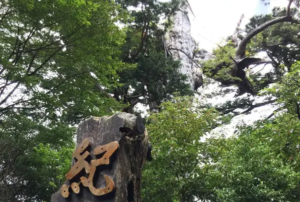 紀元杉の写真・動画_image_152102