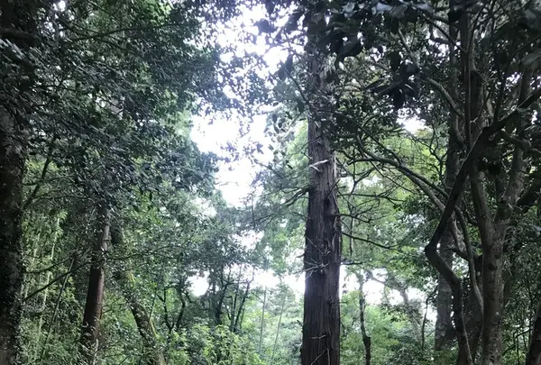 八重垣神社の写真・動画_image_152279