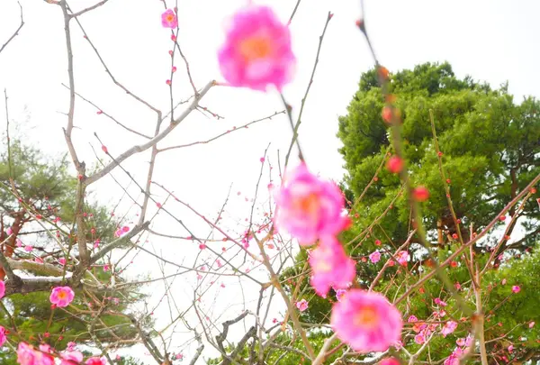 兼六園の写真・動画_image_152428