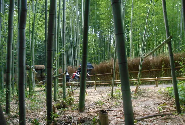嵯峨野 竹林の道の写真・動画_image_152569