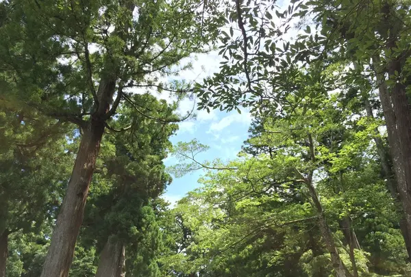 伊勢神宮外宮（豊受大神宮）の写真・動画_image_152858