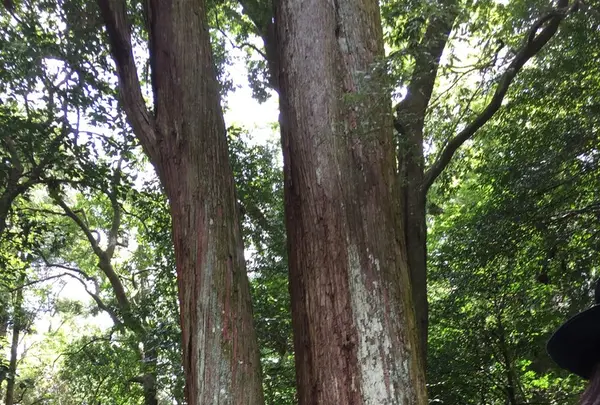 伊勢神宮外宮（豊受大神宮）の写真・動画_image_152859