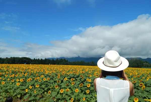 津南ひまわり広場の写真・動画_image_152955