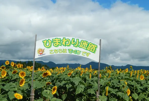 津南ひまわり広場の写真・動画_image_152958