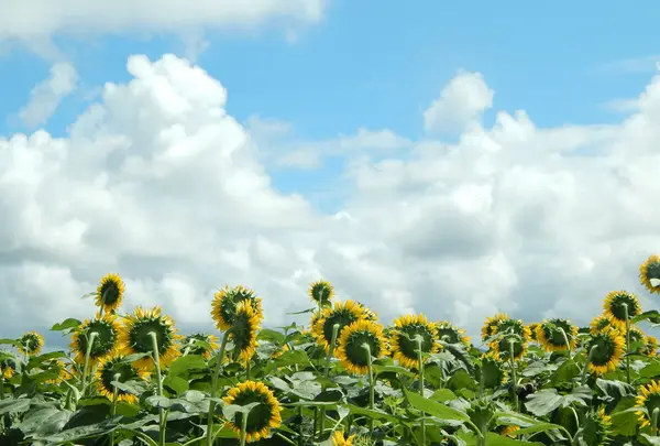 津南ひまわり広場の写真・動画_image_152960