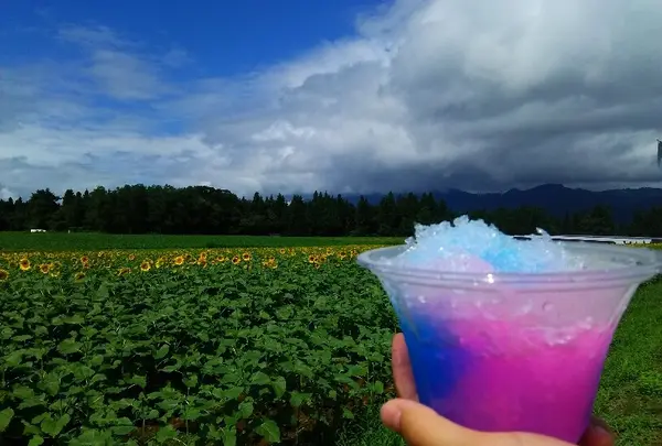 津南ひまわり広場の写真・動画_image_152961