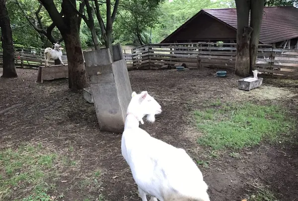 ハイジの村（旧 山梨県フラワーセンター）の写真・動画_image_153138