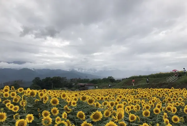 明野サンフラワーフェスティバル浅尾新田会場の写真・動画_image_153152