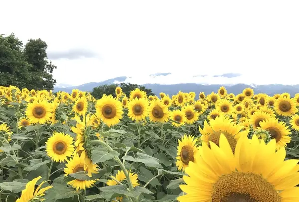 明野サンフラワーフェスティバル浅尾新田会場の写真・動画_image_153153