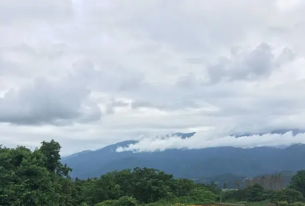 明野サンフラワーフェスティバル浅尾新田会場の写真・動画_image_153154