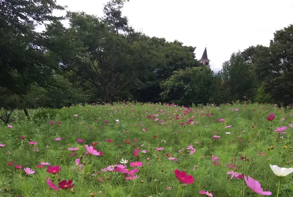 明野サンフラワーフェスティバル浅尾新田会場の写真・動画_image_153156