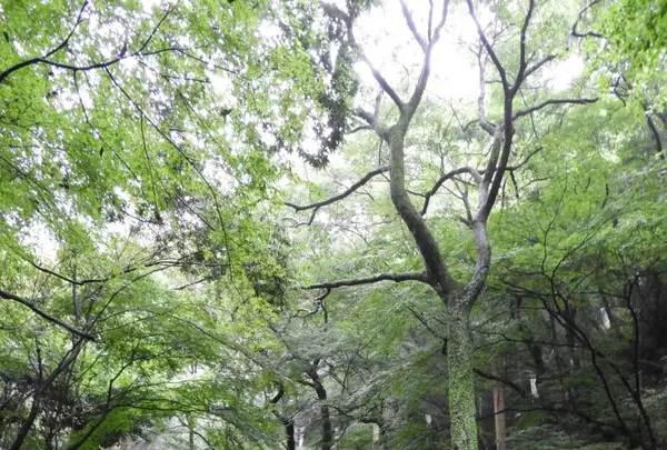 養老の滝の写真・動画_image_153170