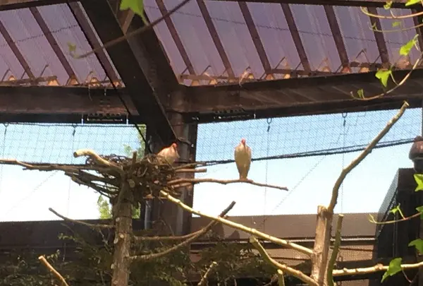 トキの森公園の写真・動画_image_153474