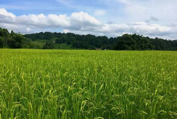 農家民宿 新助の写真・動画_image_153550