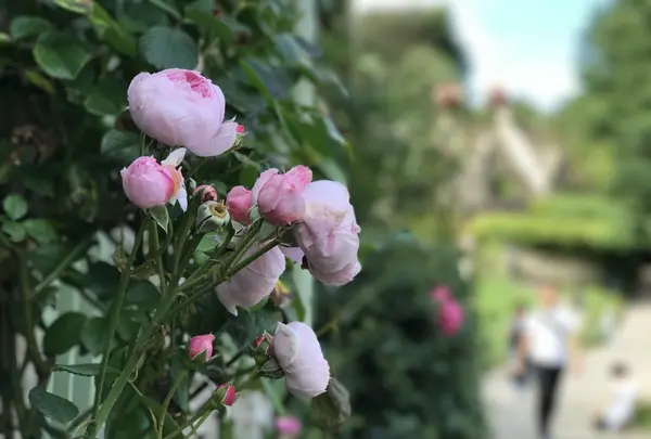 Arlington Row Entranceの写真・動画_image_153697