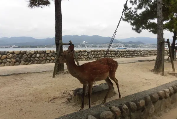 宮島（厳島）の写真・動画_image_154321