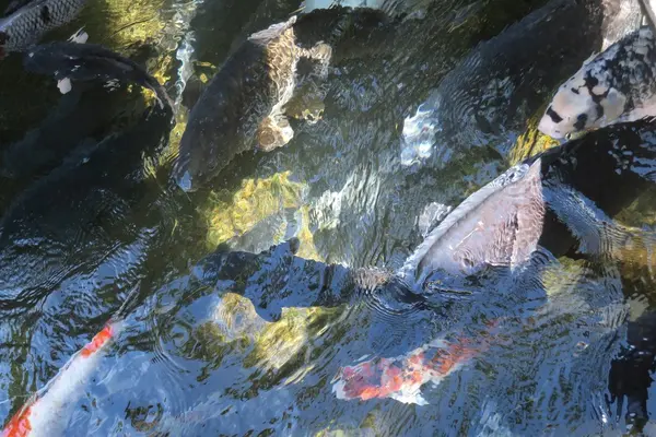 川に挟まれた水の町「郡上」の写真・動画_image_154338
