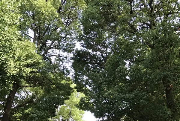 隅田川の写真・動画_image_154582