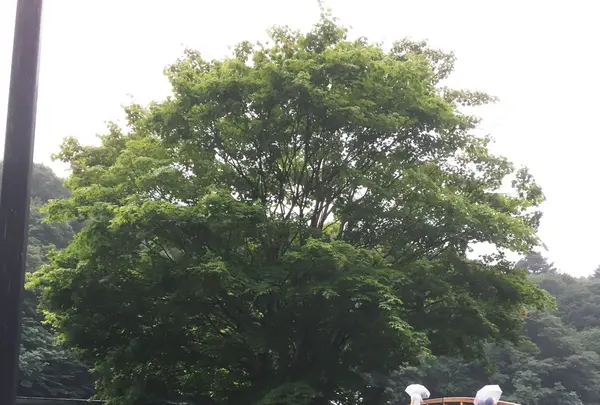 奈良井宿の写真・動画_image_154636
