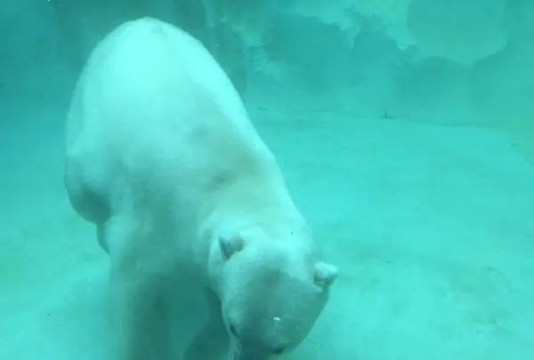 上野動物園の写真・動画_image_154697