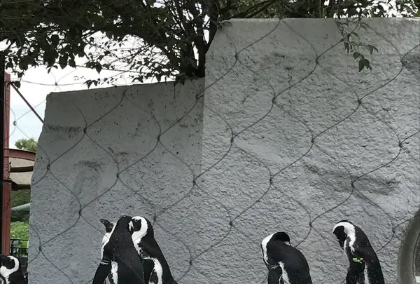 上野動物園の写真・動画_image_154699