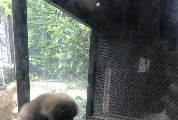 上野動物園の写真・動画_image_154702