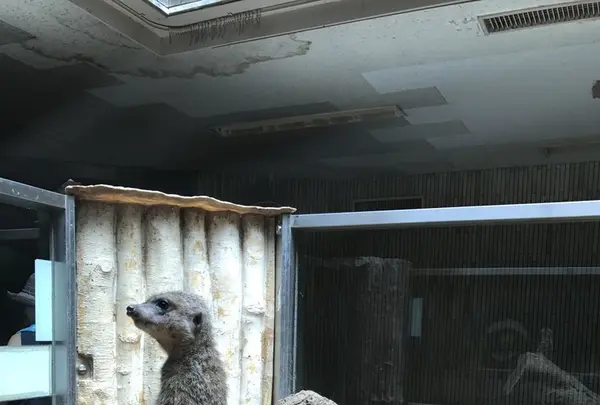 上野動物園の写真・動画_image_154703