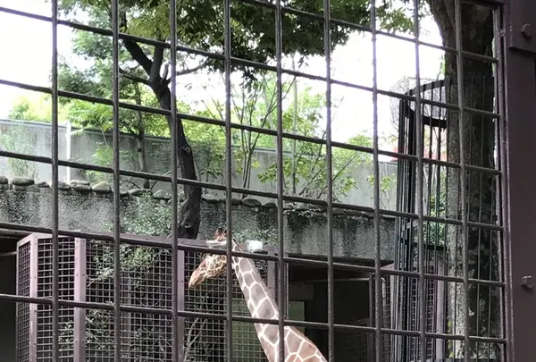 上野動物園の写真・動画_image_154704