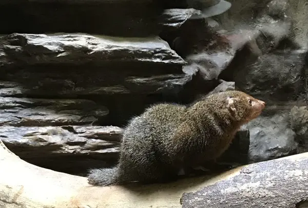 上野動物園の写真・動画_image_154708