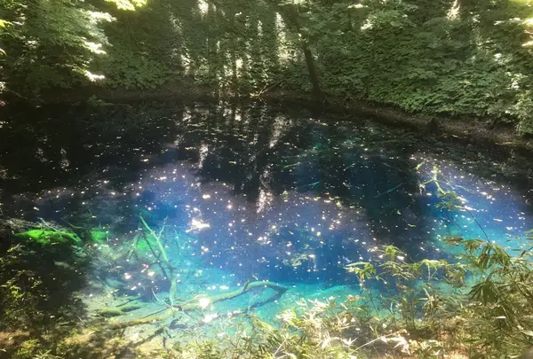 青池の写真・動画_image_155219