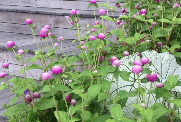 食と緑の空中庭園の写真・動画_image_155688
