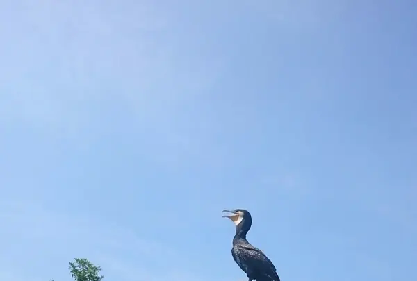 ニジゲンノモリ　林間広場の写真・動画_image_155992
