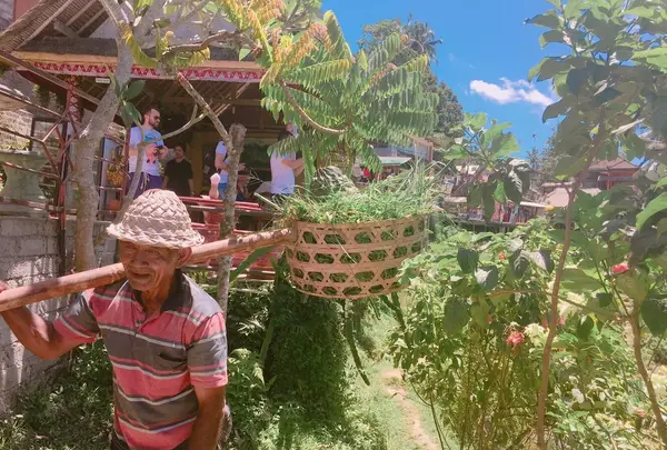 Tegallalangの写真・動画_image_156023