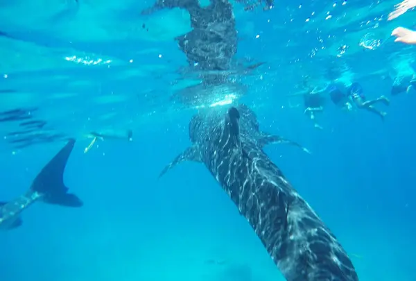 セブ島の写真・動画_image_156188