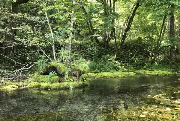 釧路川源流の写真・動画_image_156243
