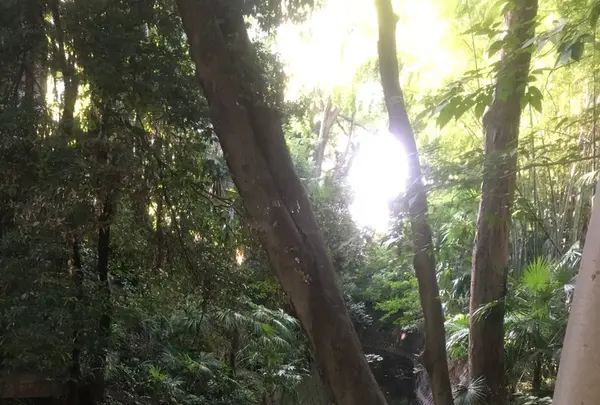 等々力渓谷の写真・動画_image_156609