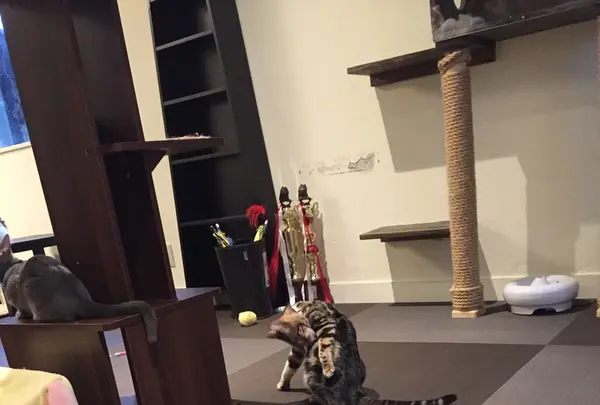 猫喫茶 空陸家 下北沢店の写真・動画_image_156810