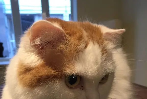 猫喫茶 空陸家 下北沢店の写真・動画_image_156811