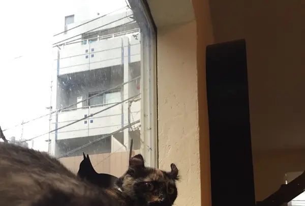 猫喫茶 空陸家 下北沢店の写真・動画_image_156812