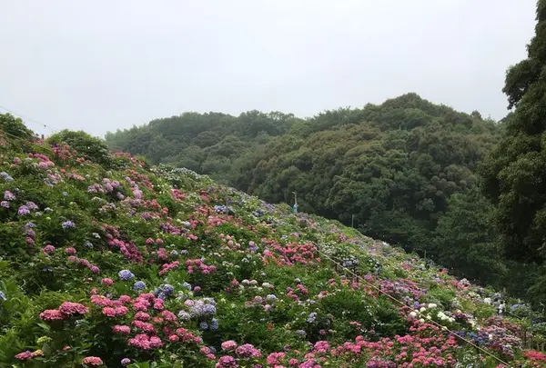 形原温泉あじさいの里の写真・動画_image_157545