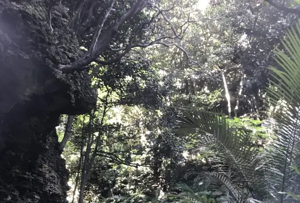 青の洞窟の写真・動画_image_157893