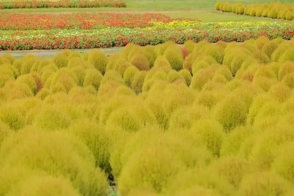 ひるがの高原コキアパークの写真・動画_image_158143