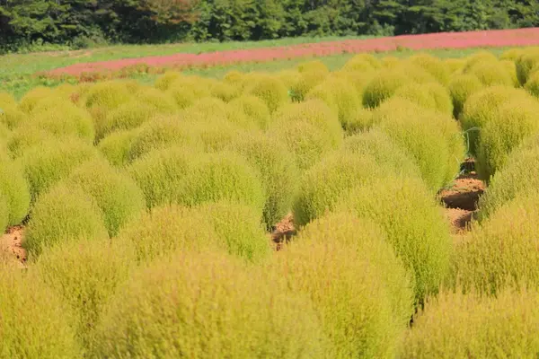 ひるがの高原コキアパークの写真・動画_image_158144