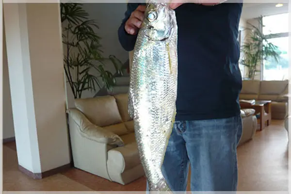 天草渚亭 - お部屋から魚釣りが楽しめる熊本天草のお宿の写真・動画_image_158779