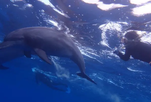 御蔵島の写真・動画_image_159484