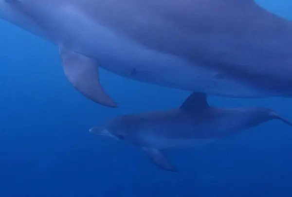 御蔵島の写真・動画_image_159485